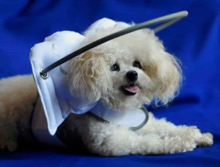 "Oreol" kao rješenje za pse sa oštećenjem vida "Oreol" kao rješenje za pse sa oštećenjem vida