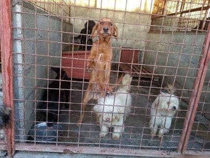 VETERINARI: U Podgorici se problem lutalica ne rješava trovanjem VETERINARI: U Podgorici se problem lutalica ne rješava trovanjem