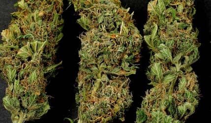 U vozu zaplijenjeno osam kilograma skanka U vozu zaplijenjeno osam kilograma skanka