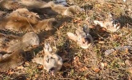 Počela provjera: Gazduje li se lovištima po zakonu? Počela provjera: Gazduje li se lovištima po zakonu?