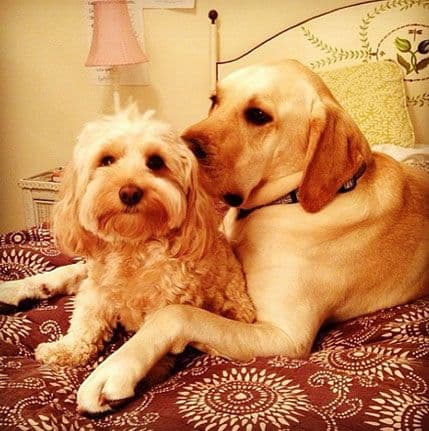 Nove Instagram zvijezde – Pit i Tali Nove Instagram zvijezde – Pit i Tali