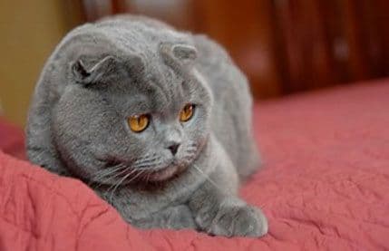 Škotski fold – mačka preklopljenih ušiju Škotski fold – mačka preklopljenih ušiju