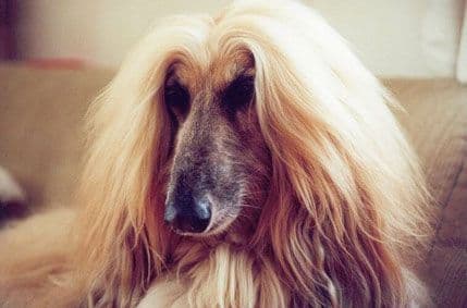 Psi koji najmanje laju Psi koji najmanje laju