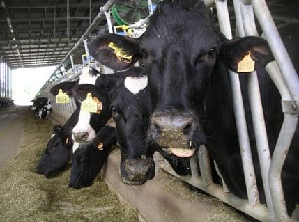 Štala u Njemačkoj eksplodirala od kravljih gasova Štala u Njemačkoj eksplodirala od kravljih gasova