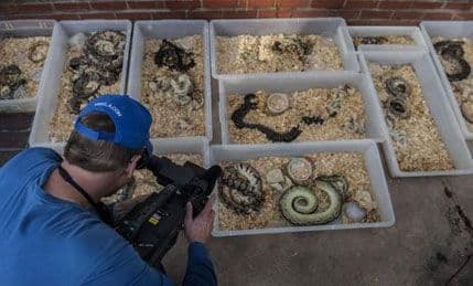 Kalifornija: Držao u kući više od 300 zmija Kalifornija: Držao u kući više od 300 zmija