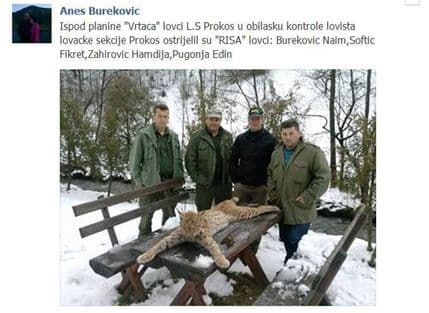 BiH: Ubili risa pa se hvalili na Facebooku BiH: Ubili risa pa se hvalili na Facebooku