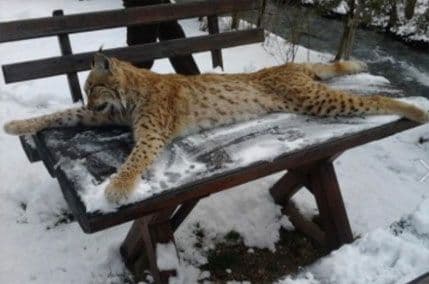 BiH: Lovačko društvo suspendovalo lovce zbog ubistva risa BiH: Lovačko društvo suspendovalo lovce zbog ubistva risa