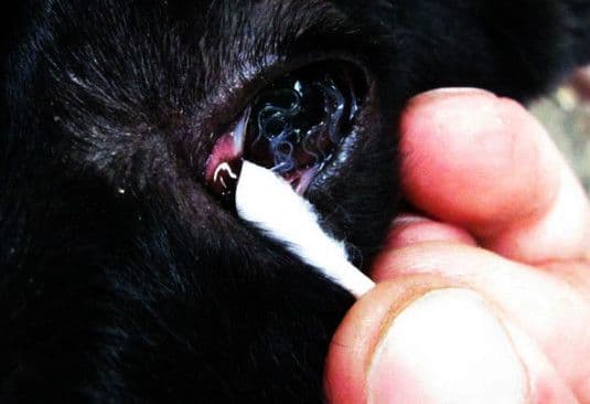 Očni crv opasan i po ljude Očni crv opasan i po ljude