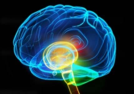 Naučnici otkrili "novi" dio mozga Naučnici otkrili "novi" dio mozga