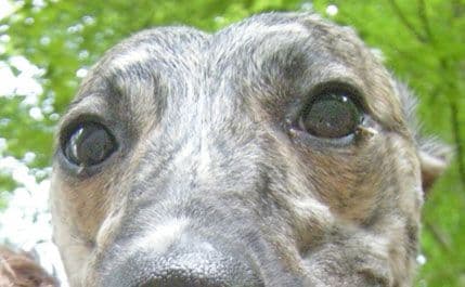 UIP: Oboljenje koje izaziva očni crv lako se liječi UIP: Oboljenje koje izaziva očni crv lako se liječi