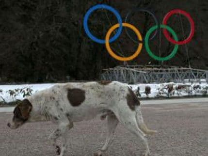 Soči: Istrebljuju pse lutalice pred Olimpijadu Soči: Istrebljuju pse lutalice pred Olimpijadu