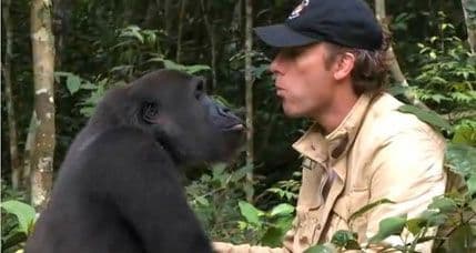 Gorila prepoznala prijatelja poslije pet godina Gorila prepoznala prijatelja poslije pet godina