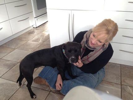 Pas spašen iz borilačkog ringa Pas spašen iz borilačkog ringa