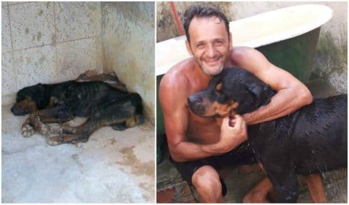 Impresivno spašavanje: Na fotografijama je ISTI PAS! (FOTO) Impresivno spašavanje: Na fotografijama je ISTI PAS! (FOTO)