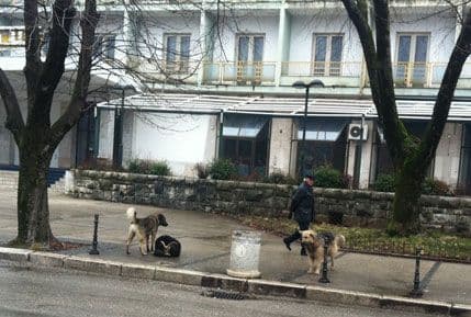 OZON: UO Nikšić da podnese prijavu zbog trovanja pasa OZON: UO Nikšić da podnese prijavu zbog trovanja pasa
