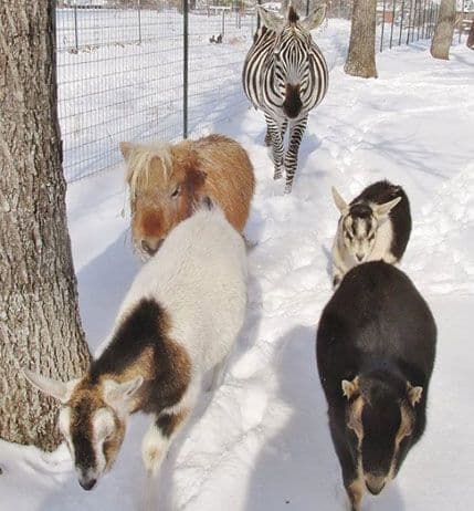 Najljepše mjesto za napuštene životinje Najljepše mjesto za napuštene životinje