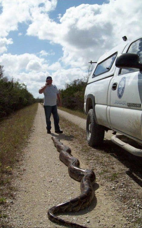 Florida: Ubijen piton dugačak 5,5 metara Florida: Ubijen piton dugačak 5,5 metara