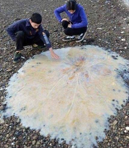 VIDEO: Pronađena nova vrsta meduze! VIDEO: Pronađena nova vrsta meduze!