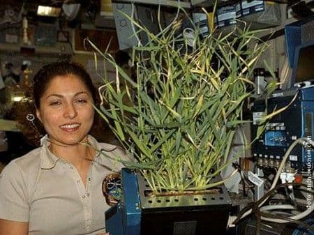 Rusi obrali jestivi grašak uzgojen u svemiru! Rusi obrali jestivi grašak uzgojen u svemiru!