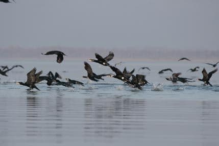 Na Skadarskom jezeru boravi preko 88.000 ptica Na Skadarskom jezeru boravi preko 88.000 ptica
