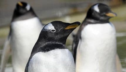 Pingvini u Engleskoj pali u depresiju zbog kiše Pingvini u Engleskoj pali u depresiju zbog kiše