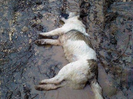 BAR: Otrovano pet pasa na privatnom posjedu BAR: Otrovano pet pasa na privatnom posjedu