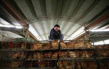 Kina: Ptičji grip usmrtio 31 osobu Kina: Ptičji grip usmrtio 31 osobu