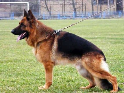 Njemački ovčar: Inteligentan i pouzdan pas koji voli izazove Njemački ovčar: Inteligentan i pouzdan pas koji voli izazove