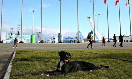 RUSIJA: Uhapšen muškarac koji je ubio hiljadu pasa lutalica RUSIJA: Uhapšen muškarac koji je ubio hiljadu pasa lutalica