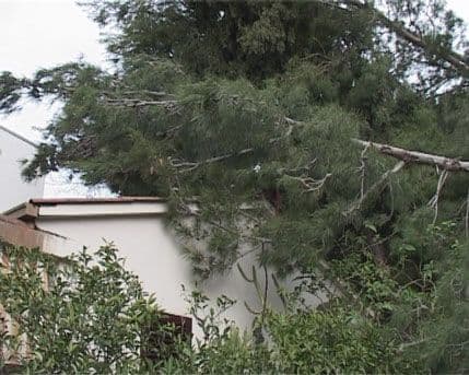 BAR: Uklonjeni borovi koji su pali na kuću Burića BAR: Uklonjeni borovi koji su pali na kuću Burića