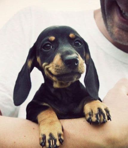 Kako nam sve psi uljepšavaju život? Kako nam sve psi uljepšavaju život?