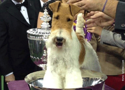 FOTO: Najljepši pas na svijetu FOTO: Najljepši pas na svijetu