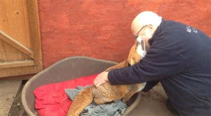 Prijateljstvo lisice i čovjeka(VIDEO) Prijateljstvo lisice i čovjeka(VIDEO)