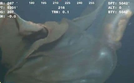 Na Arktiku otkriveno misteriozno divovsko morsko biće! Na Arktiku otkriveno misteriozno divovsko morsko biće!