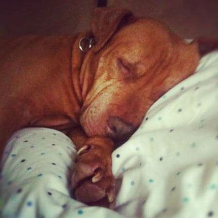 Usvojili psa sa opekotinama od cigareta Usvojili psa sa opekotinama od cigareta