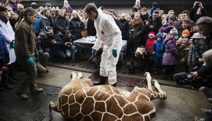 Danska zabranila halal i košer klanje stoke Danska zabranila halal i košer klanje stoke