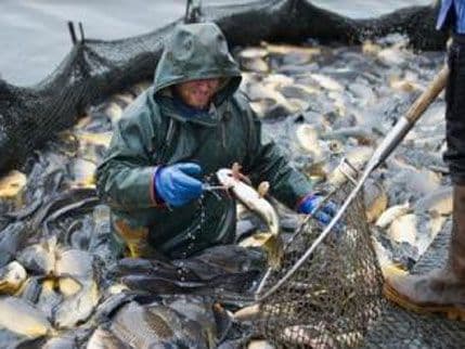 Invazija šarana u Čikagu Invazija šarana u Čikagu