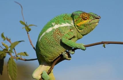 Stvari u koje i dalje vjerujemo iako nisu tačne Stvari u koje i dalje vjerujemo iako nisu tačne