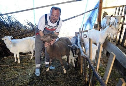 Osnovano udruženje kozara i ovčara Montecapra Osnovano udruženje kozara i ovčara Montecapra