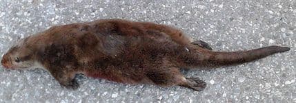 NPCG: Pronađena pregažena vidra NPCG: Pronađena pregažena vidra