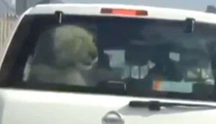 Ovo ne viđate svaki dan: Lav na zadnjem sjedištu automobila Ovo ne viđate svaki dan: Lav na zadnjem sjedištu automobila