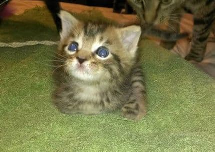 Mačak Merkjuri nema šape ali se snalazi u prostoru Mačak Merkjuri nema šape ali se snalazi u prostoru