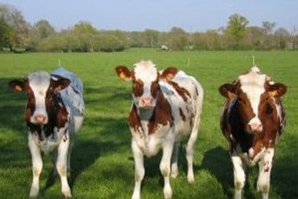 Počelo prijavljivanje za premije po grlu stoke Počelo prijavljivanje za premije po grlu stoke