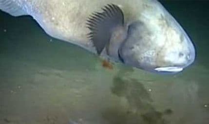 Naučnici iznenađeni: Kakva stvorenja žive na velikim dubinama? Naučnici iznenađeni: Kakva stvorenja žive na velikim dubinama?