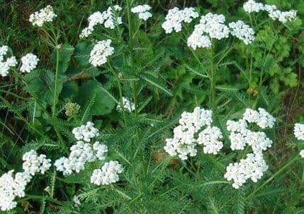 Fitoterapija za ženske tegobe Fitoterapija za ženske tegobe