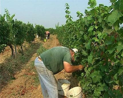 Ubica radnika na Plantažama osuđen na 13 godina zatvora Ubica radnika na Plantažama osuđen na 13 godina zatvora