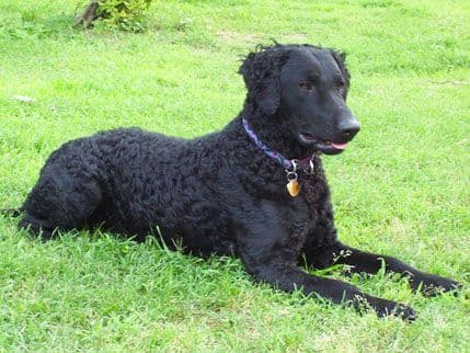 Kovrdžavi retriver Kovrdžavi retriver