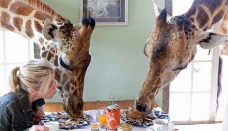 FOTO: Ovdje žirafe “svraćaju” na doručak FOTO: Ovdje žirafe “svraćaju” na doručak