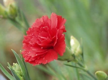 Forum mladih SDP-a Bar: Karanfili damama za 8. mart Forum mladih SDP-a Bar: Karanfili damama za 8. mart