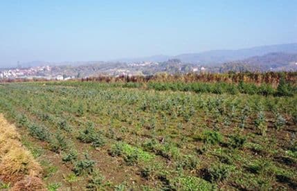 Za proljećnju sjetvu ratarskih kultura zahtjeve dostaviti do 1. juna Za proljećnju sjetvu ratarskih kultura zahtjeve dostaviti do 1. juna